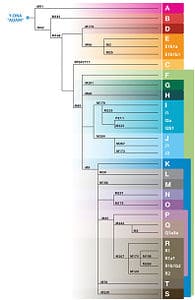 SNPchart-small